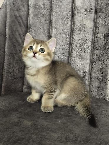 Pişiklər: Britan — 6