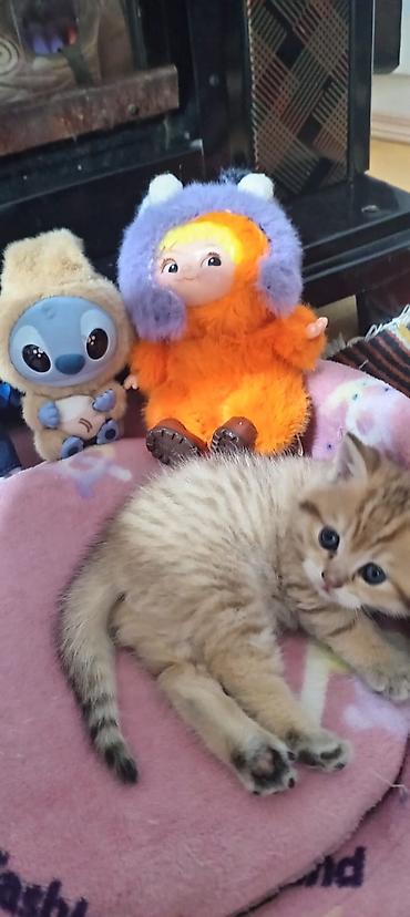 Pişiklər: Britan, Yaxşı əllərə — 24