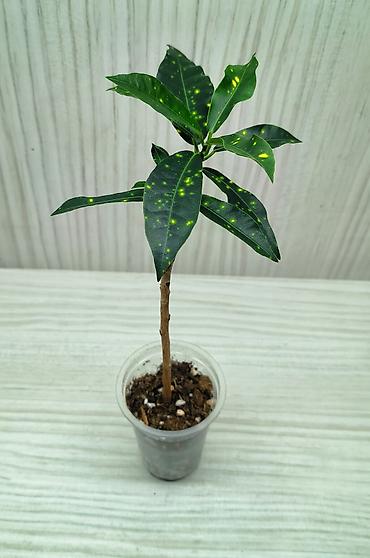 каланхоя: КОМНАТНЫЕ ЦВЕТЫ ПРОДАЮ 🌱 Каланхоэ - 100 🌱 Сингониум Пикси - 250 🌱 — 8