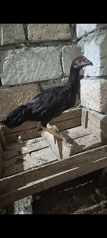 balaca cücə: Qara rəngli uzunboylu yerli döyüş tipi cücələr - Rəng: tam qara lələk — 2