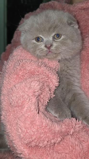 Pişiklər: Şotland, Erkək, Dişi, Yaxşı əllərə, Ünvandan götürmə, Pulsuz çatdırılma, Ödənişli çatdırılma — 8