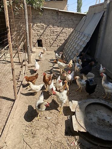 Животные: Продаю | Куры | Домашняя | Несушки — 1