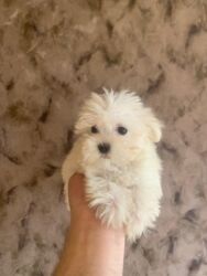 İtlər: Pudel, 2 ay, Dişi, Peyvəndli, Ünvandan götürmə