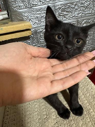 кошки сиамская: Кошка даром: Беспородная, 2 месяца, Мальчик, Приучена к лотку — 2