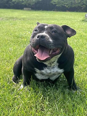 doberman cena: American bully pocket zenka crne boje Bea i plavi tri color Merle — 3