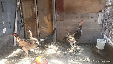 сибрайт карлик: Продаю семейку. петух и 4 курицы ( Даканы). прошлогодний вывод — 4