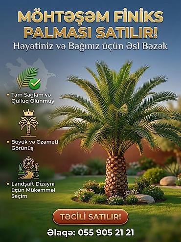 ot toxumu satisi: ​🌴 MÖHTƏŞƏM VƏ ƏZƏMƏTLİ FİNİKS PALMASI SATILIR! 🌴 ​Həyətinizə və ya — 1