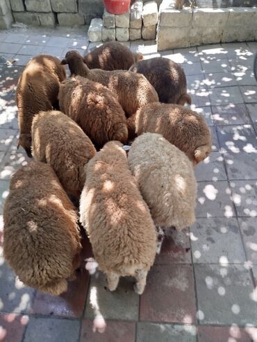Коровы, быки: Самец, Qala, лет: 1, 20 кг, Для разведения, Самовывоз