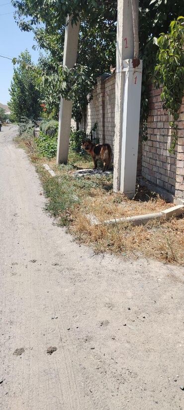 продажа щенков немецкой овчарки в бишкеке с документами: Ит бекер берилет: Немис овчаркасы, 1 жаш, Ургаачы