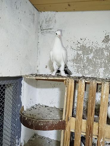 kakadu quşu: Cins göyərçinlər – ağ rəng üstünlükdə, quyruq və qanad ucları qara — 2