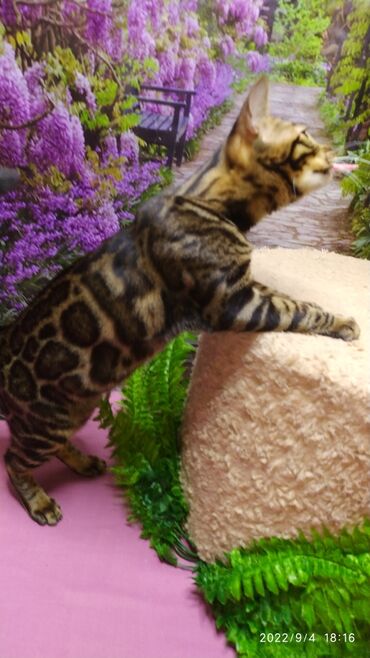 Продажа кошек: Красивейшая бенгальская кошечка 6мес. Профессиональный Питомник — 11