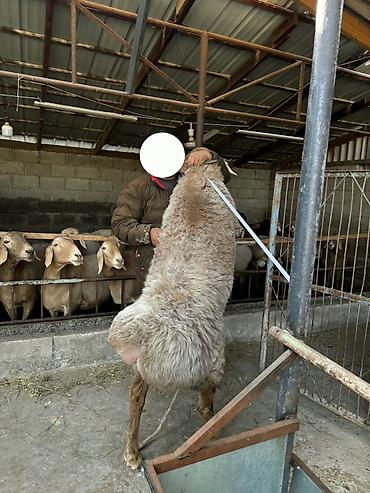 куда можно отдать кошку в бишкеке: Продаю | Овца (самка) | Арашан | Для разведения | Племенные, Матка — 7