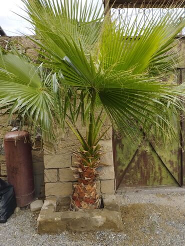 toxuma sapları: Meksika fan xurması (Washingtonia robusta) – dekorativ həmişəyaşıl