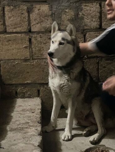 i̇tlər xaski: Xaski, 11 ay, Dişi, Peyvəndli, Ünvandan götürmə