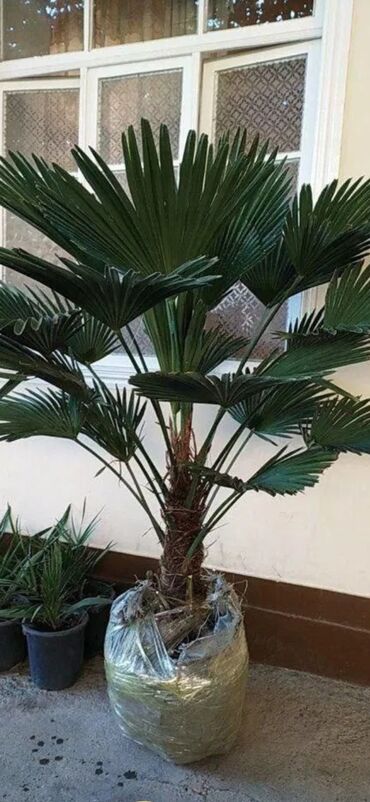 Пальмы: Təcili palma ağacları 5 ədəd qiyməti 1 ədədi üçündür