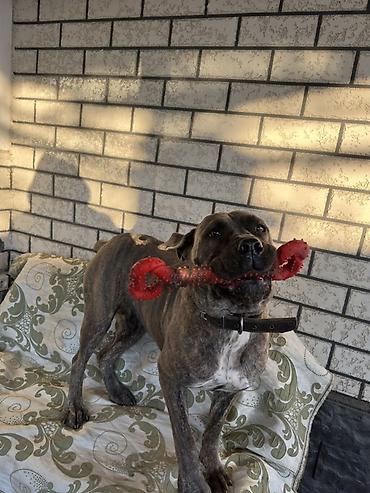 Продажа собак: Продаём девочку Кане Корса. Возраст 1год 8мес. Цена 11000 сом at lalafo.kg — 2 Продажа собак: Продаём девочку Кане Корса. Возраст 1год 8мес. Цена 11000 сом — 2