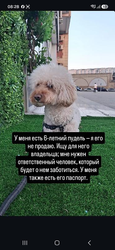 İtlər: Pudel, 6 il, Erkək, Sənədli, Ünvandan götürmə — 1