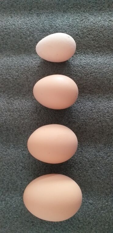 яйцо перепелиное цена: Куриные яйца Жумуртка Не Китай Настоящие - куриные - местные Без