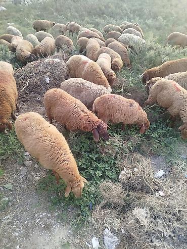 Qoyun sürüsü – ətlik və damazlıq üçün 79 quzudu biri 225 le qiymət lalafo.az -da Qoyun sürüsü – ətlik və damazlıq üçün 79 quzudu biri 225 le qiymət