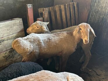 овцы баран: Продаю | Баран (самец) | Полукровка | На забой