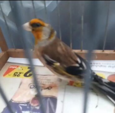 İtlər: Gibrid 
Şeqol+Bülbül
Erkəkdir