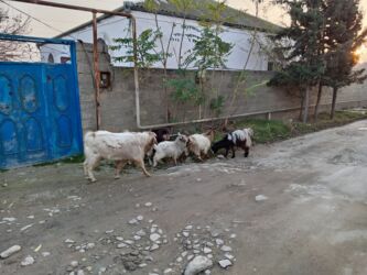 Digər kənd təsərrüfatı heyvanları: 3ü erkəydi 2sidişi böyük erkəy 3illikdi balacalar bu ilkilərdi dişinin — 10