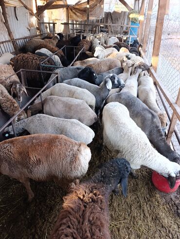 Бараны, овцы: Продаю | Овца (самка) | Для разведения | Матка — 10
