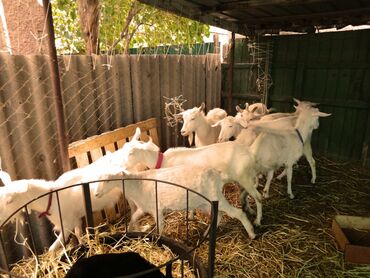 Козы, козлы: Продаю | Коза (самка) | Зааненская, Битал — 18