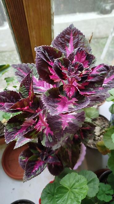 Герани и пеларгонии: Сортовой герандар сатылат. Баасы келишим турдо 300 сомдон жогору. - — 22