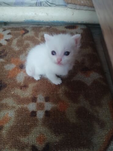 черные котята: Мышыктар сатылат