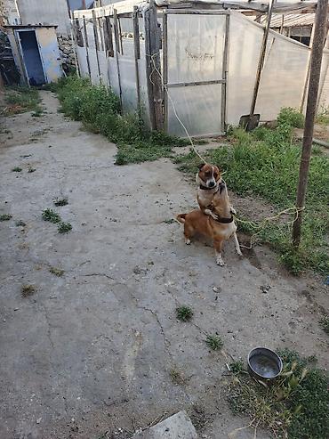 sumqayitda it satisi: 1 i Erkey biri dişi mehriban itlər di ünvan buzovna qəsəbəsi di — 4