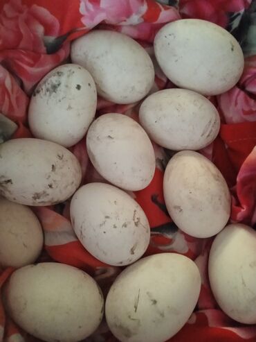 Башка жаныбарлар: Яйца гусиные в кара балте