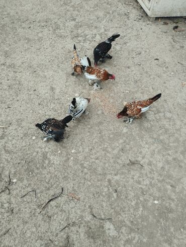 ineklerin satisi: 6 ədəd 4 aylıq yaponkalar satılır.5 xoruz 1 fərədi.tam sağlamdılar.tək