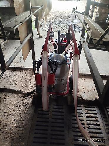 Товары и оборудование для с/х животных: Нужен скотник и доярка — 2