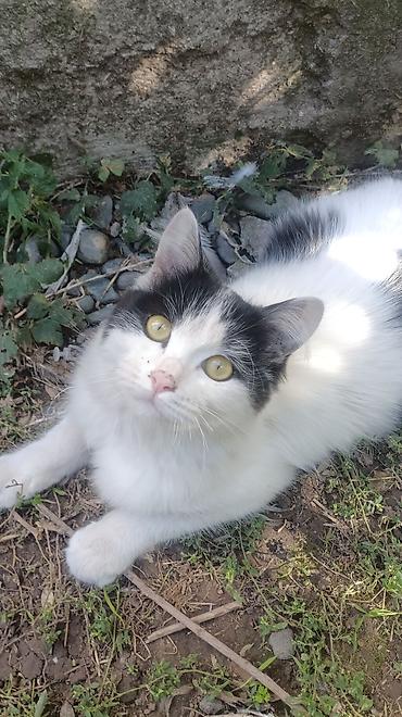 Находка и пропажа кошек: Пропала : Беспородная, Девочка, Белый — 3