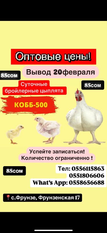 Куры, петухи: Продаю | Цыплята | Бройлерная, КОББ 500 | На забой, Для разведения