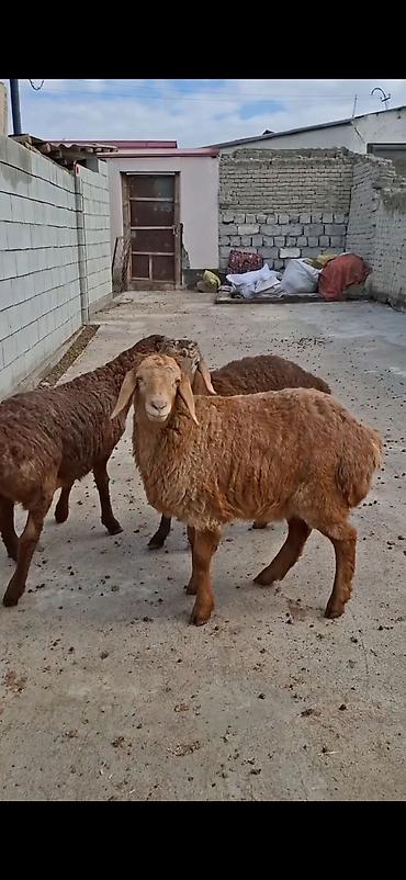keci pendiri qiyməti: Qoyunlar – 3 baş, ətlik/südlük yerli cins - Rəng: açıq-sarı və tünd — 4