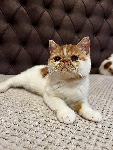 Mačke: Na prodaju egzotični kratkodlaki mačići (Exotic Shorthair) — 13