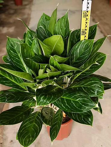 Аглаонемы: Аглаонема (Aglaonema) с вариегатной листвой — крупные — 86
