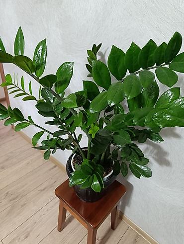 Комнатные растения: Замиокулькас (долларовое дерево) в горшке - Крупный куст с — 2