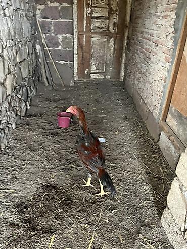 cucə balası: Toyuq cücələri, Damazlıq — 9