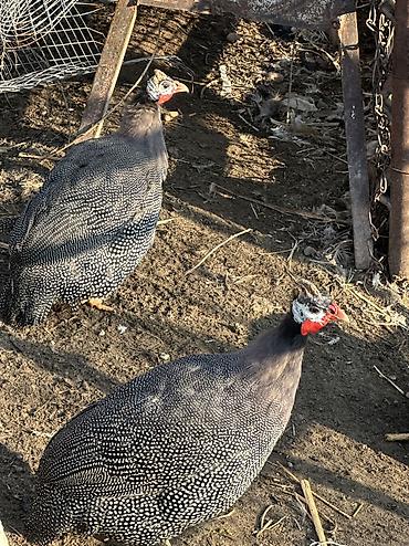 Птицы: 10 голов — 6