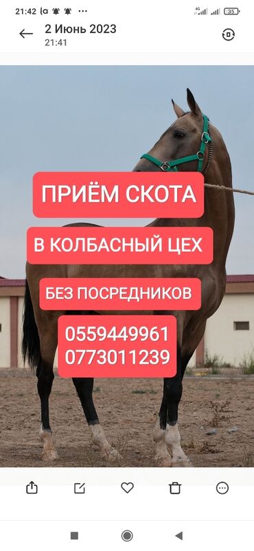 Животные: Куплю | Коровы, быки, Лошади, кони | Круглосуточно, Любое состояние, Забитый at lalafo.kg Животные: Куплю | Коровы, быки, Лошади, кони | Круглосуточно, Любое состояние, Забитый