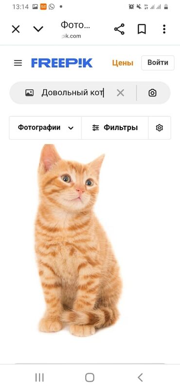 кошка домик: Фотостоковое изображение: рыжий полосатый котенок сидит на белом фоне