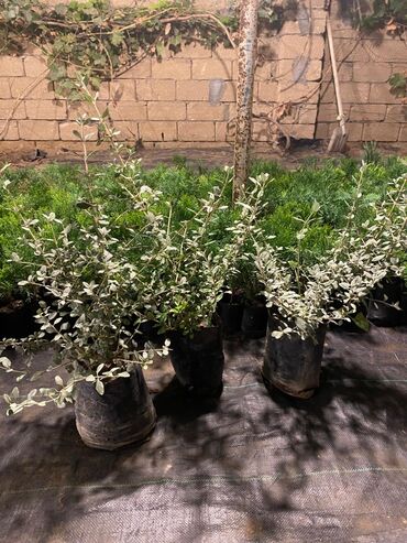 Ağaclar: Dekorativ çöl bitkilərinin satışı və Sifarişlə yetişdirilməsi.Satış -da lalafo.az — 20 Ağaclar: Dekorativ çöl bitkilərinin satışı və Sifarişlə yetişdirilməsi.Satış — 20