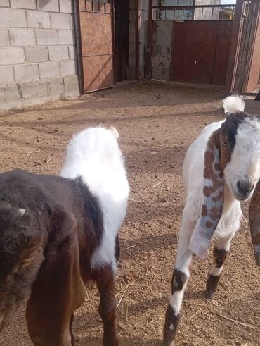 Козы, козлы: Продаю | Коза (самка), Козёл (самец), Козлёнок | Камори | Для разведения | Племенные at lalafo.kg — 3 Козы, козлы: Продаю | Коза (самка), Козёл (самец), Козлёнок | Камори | Для разведения | Племенные — 3