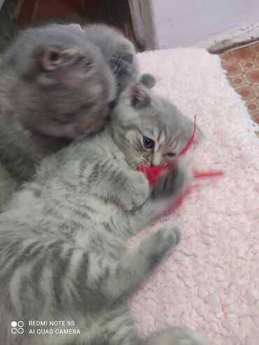 Pişiklər: Şotland, Erkək, Ünvandan götürmə — 4