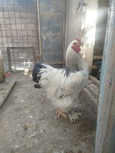 купить декоративных курей: Продаю | Петух | Брама | Для разведения