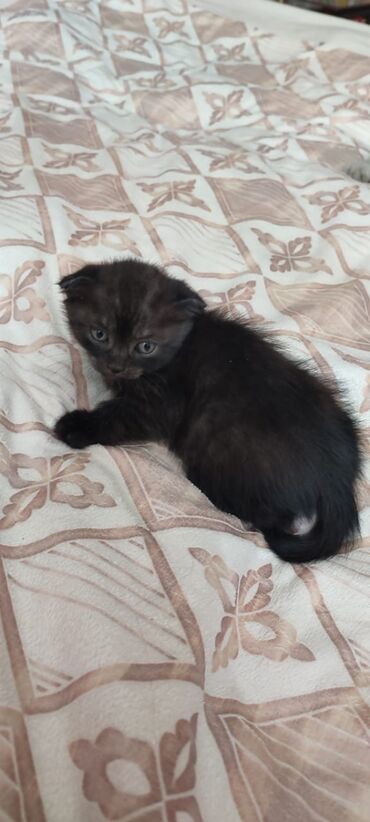 шатландский котенок: Черный вислоухий,породистый котенок