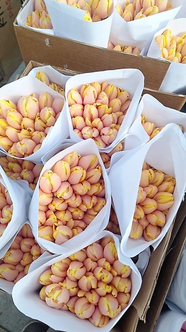 Тюльпан: Тюльпаны оптом и в розницу !!! Можно букет заказать цены самые — 7